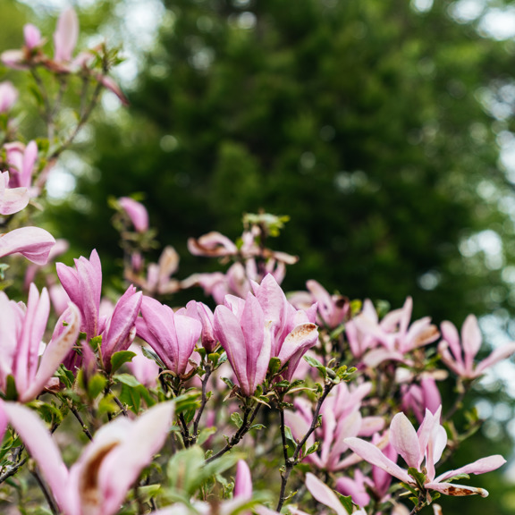Our Flower Garden at Virginia Park Lodge